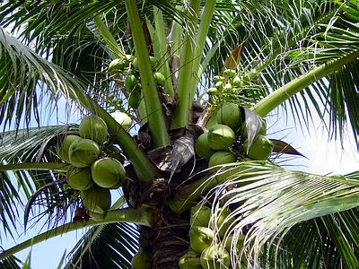 coconut fruits