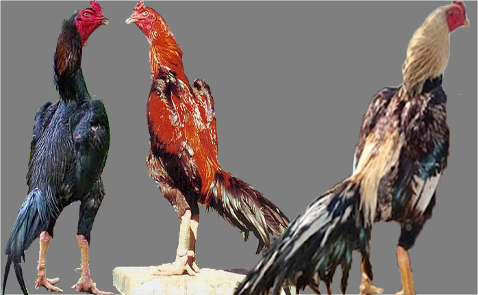 hobi ayam tangkas daun kelor buat suplemen nutrisi hobi ayam tangkas daun kelor buat suplemen nutrisi