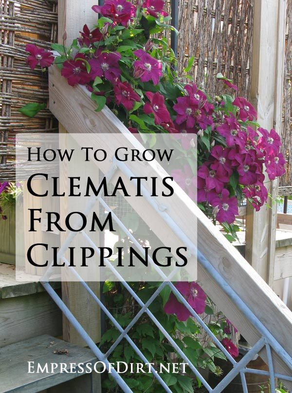Flowers Gardens How to grow clematis from cuttings {Propagation Tips