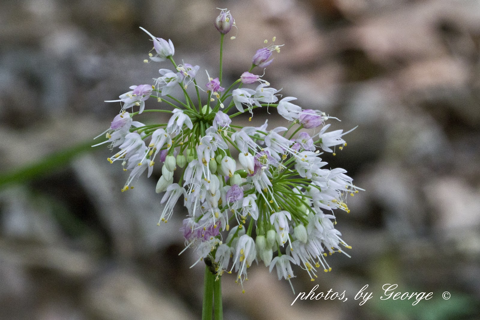 "What's Blooming Now" Nodding Onion (Allium cernuum Roth)