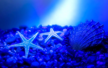 bintang laut