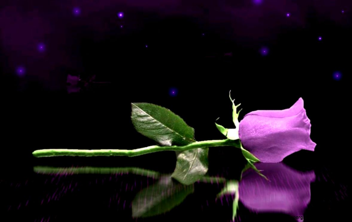 Purple Rose Desktop Purple Rose Desktop