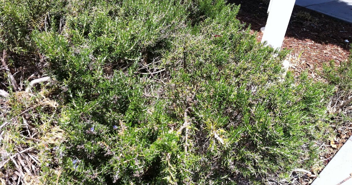 Chowbacca! Rosemary, Baby