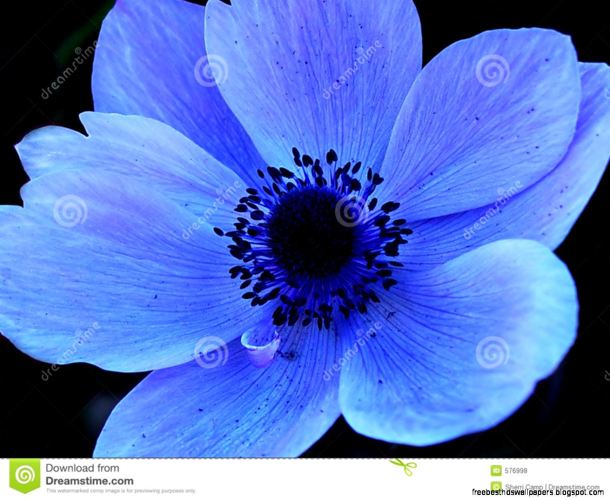 Blue Single Flower Macro Royalty Free Stock Photos Image 576998 Blue Single Flower Macro Royalty Free Stock Photos Image 576998
