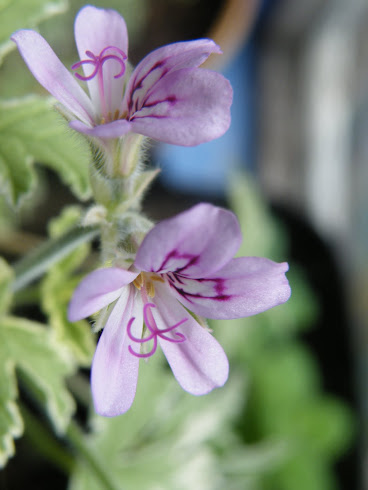 Pelargonium x fragrant Grey Lady Plymouth'