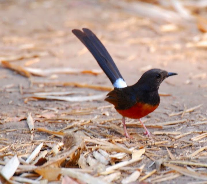 Foto Burung Murai