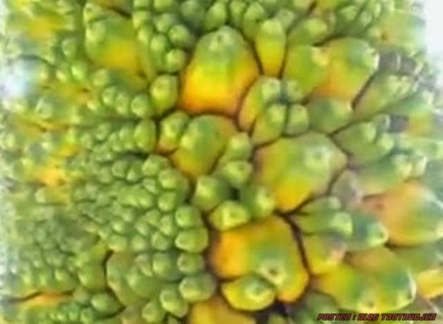 Durian Pelik Buah Nangka Ini Sangat Mirip Seperti Pisang Durian Pelik Buah Nangka Ini Sangat Mirip Seperti Pisang