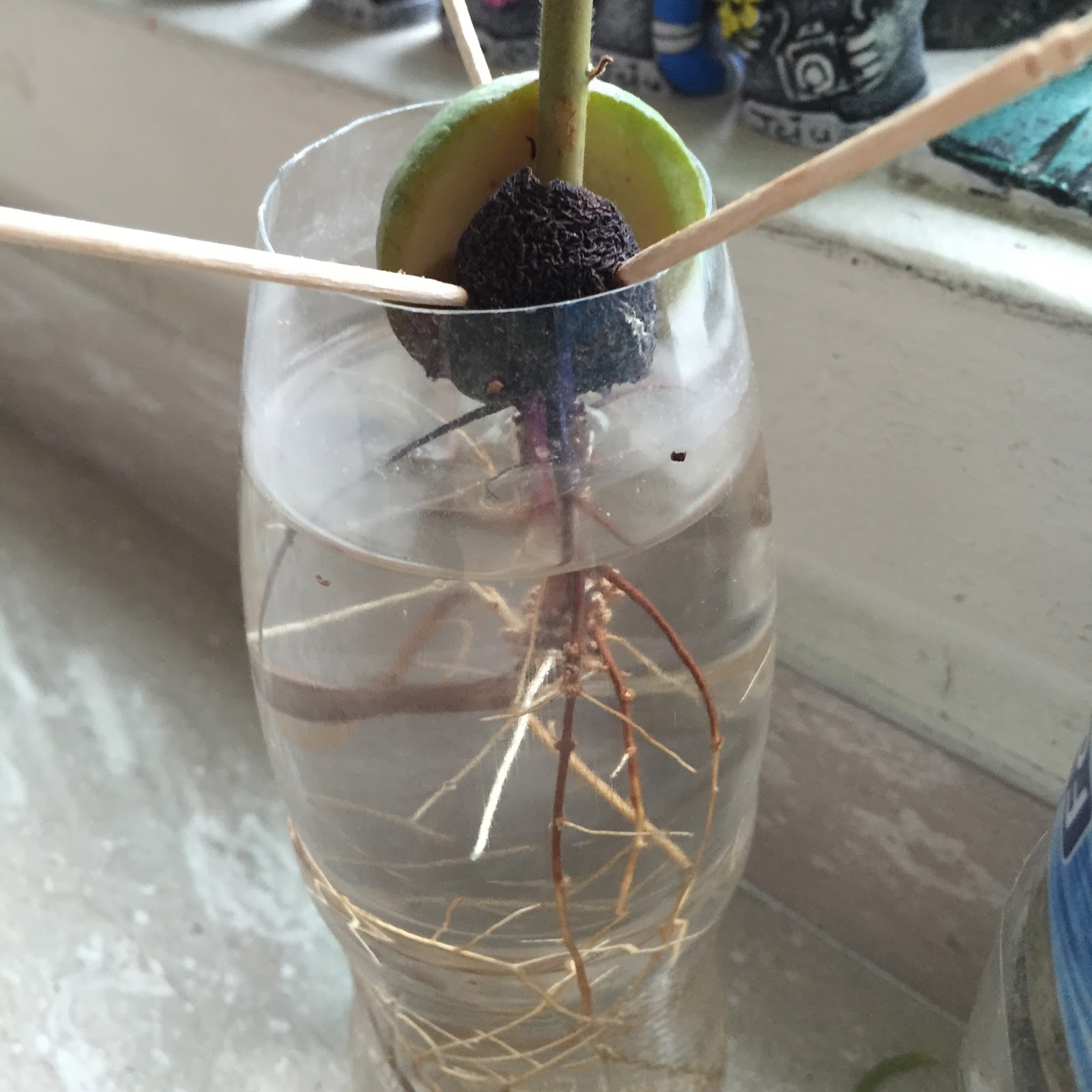 SG My Garden Is Good Growing avocado in water Mid September 2015