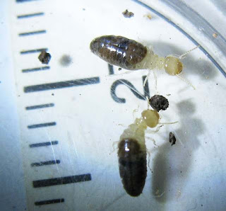 Workers of Prohamitermes termite