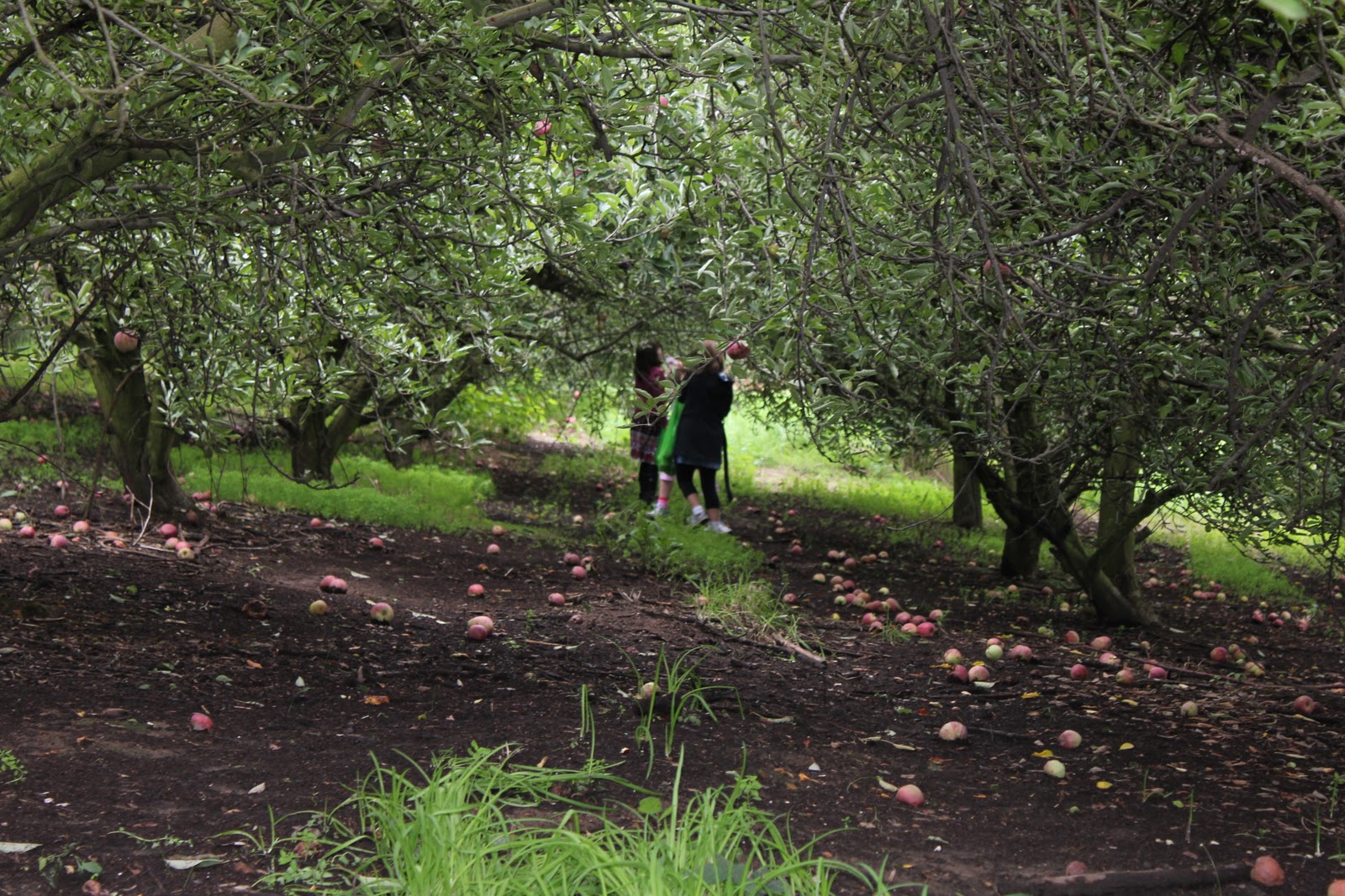 Convergence Apple Picking in the Adelaide Hills what joy!