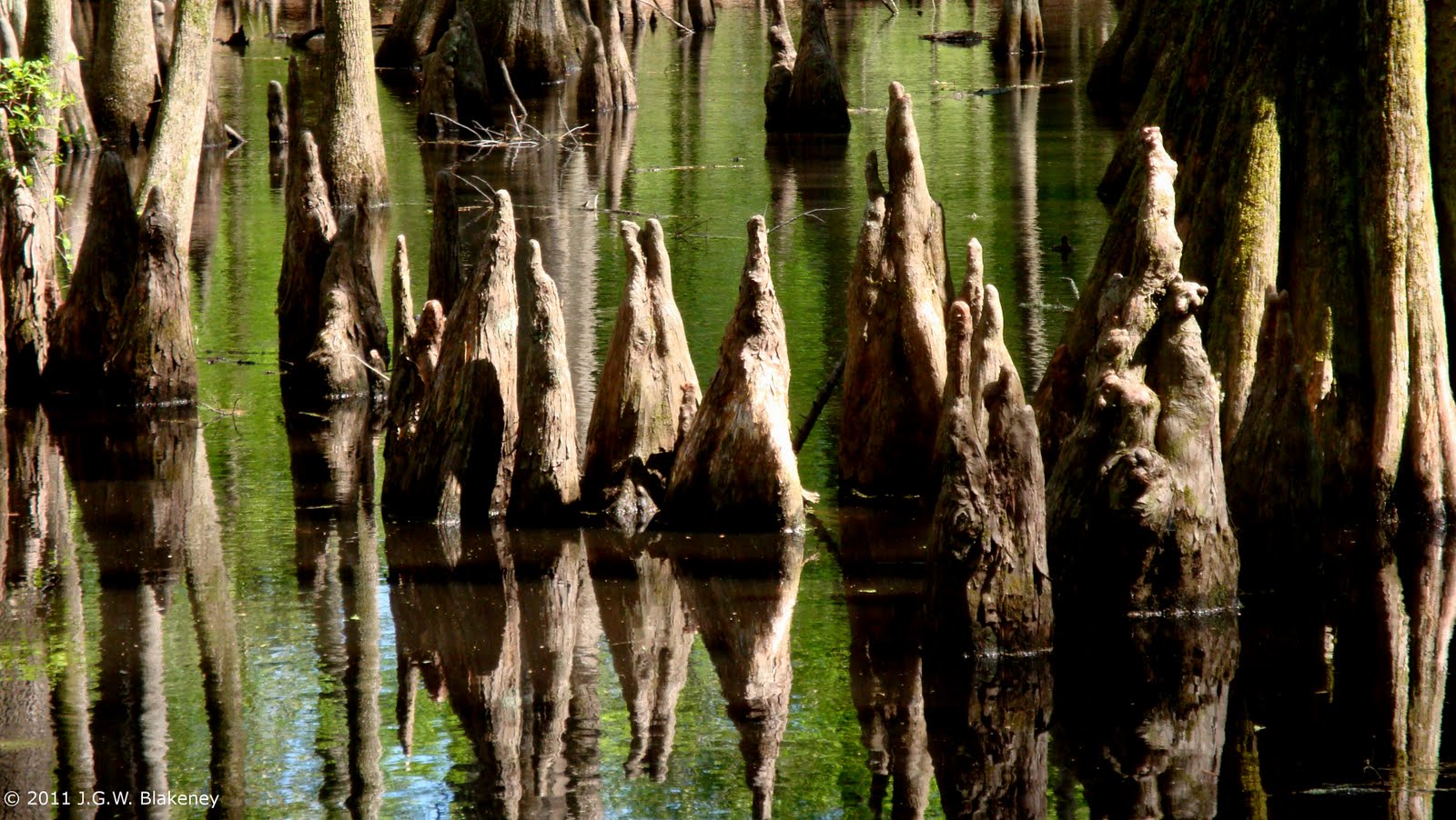 Cypress knees. Cypress knees, Cypress, Mississippi
