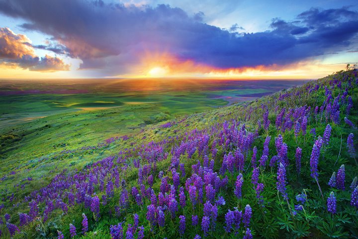 http://3.bp.blogspot.com/-6wBN3GFs40M/T5a4uHr3GMI/AAAAAAAAAUY/RzfCYibX2oA/s1600/TX+hill+country+bluebonnets.jpg
