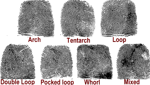 Koala Fingerprint