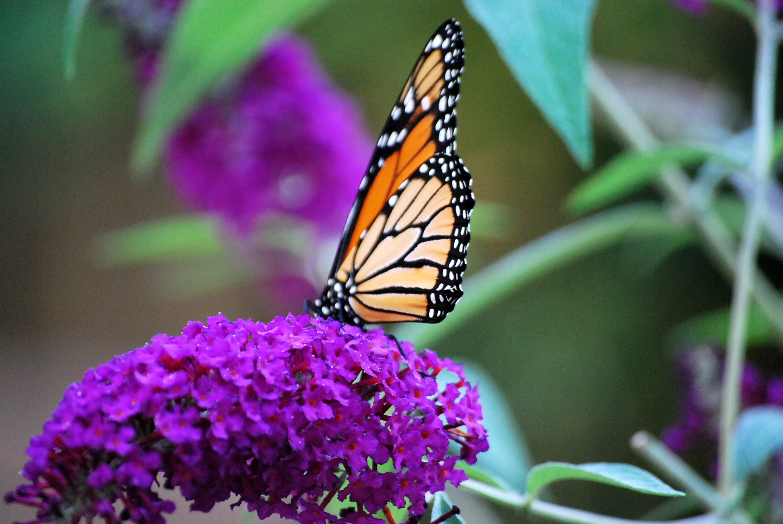 Wicked & Weird Butterfly Bush