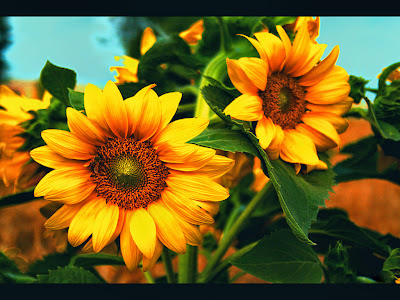 sunflower Sun FLOWERS pictures HD bee white