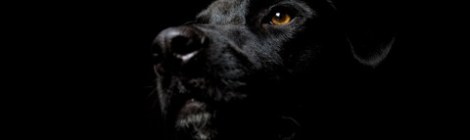 Fasihah Zakariyya Anjing Hitam