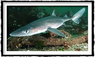 ! PALABRAS INTERESANTES, HERMOSAS, RARAS Y DIVERTIDAS TOLLO