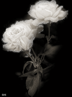 Resultado de imagen para flores blancas animadas