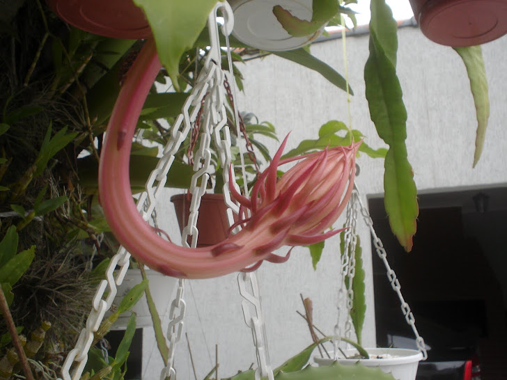 Cactus Orquídea Epiphyllum - Dama da Noite Branca