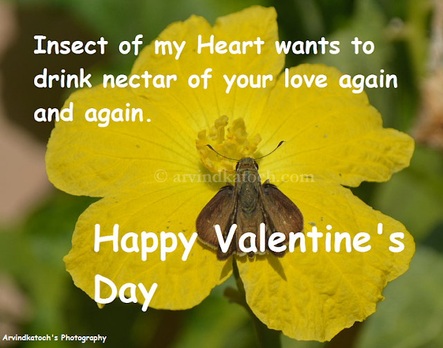 Love, Nectar, Insect, Valentine Day, Card, HD