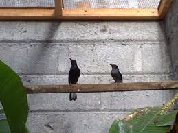 BAGAIMANA CARA BETERNAK BURUNG KACER AGAR BERHASIL