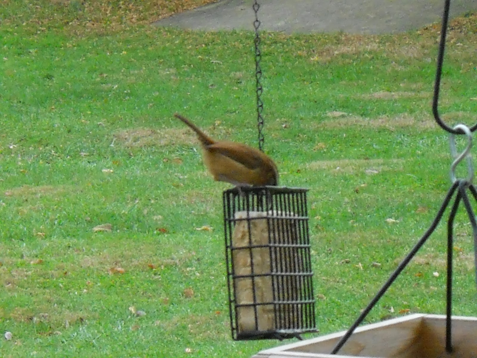 Using Suet Feeders for Backyard Birds mother2motherblog