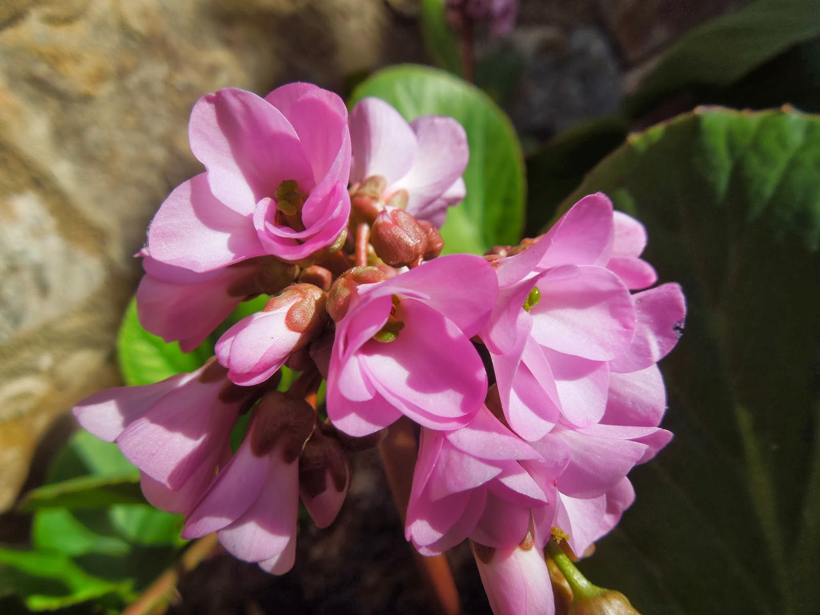 te regalo una rosa la encontre en el camino salsa