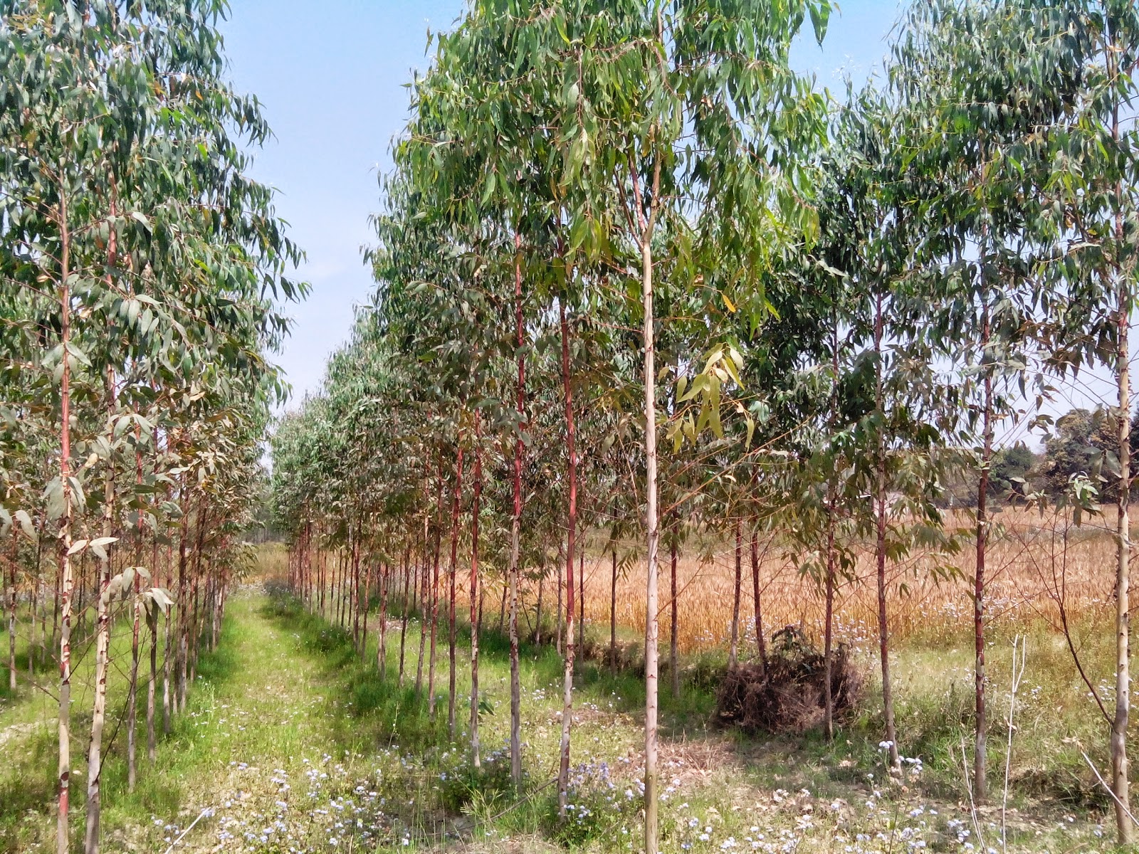 Teak plantation,cultivation Teak,Eucalyptus plants suppliers from india