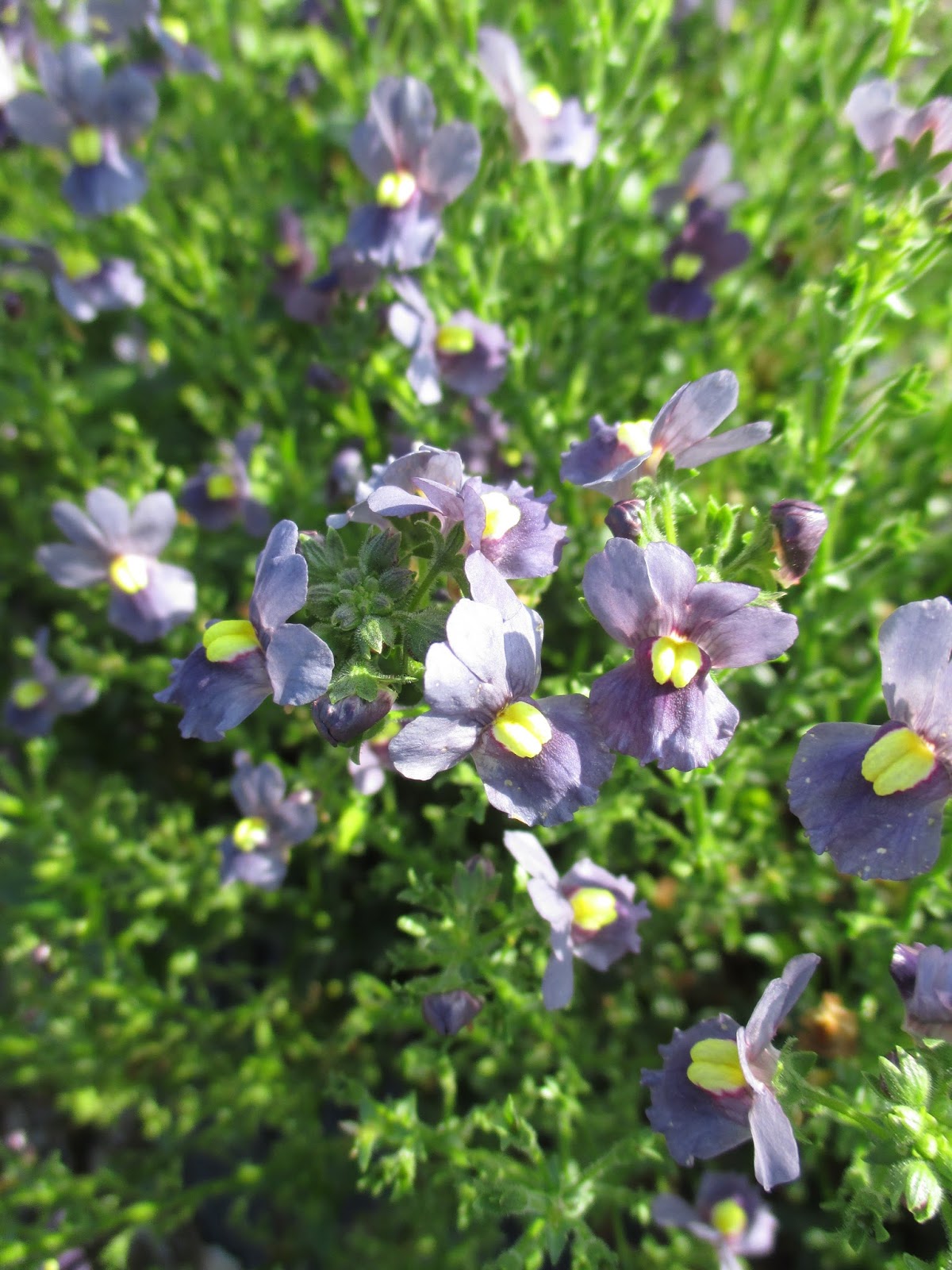 Rotary Botanical Gardens Hort Blog Nifty Nemesia