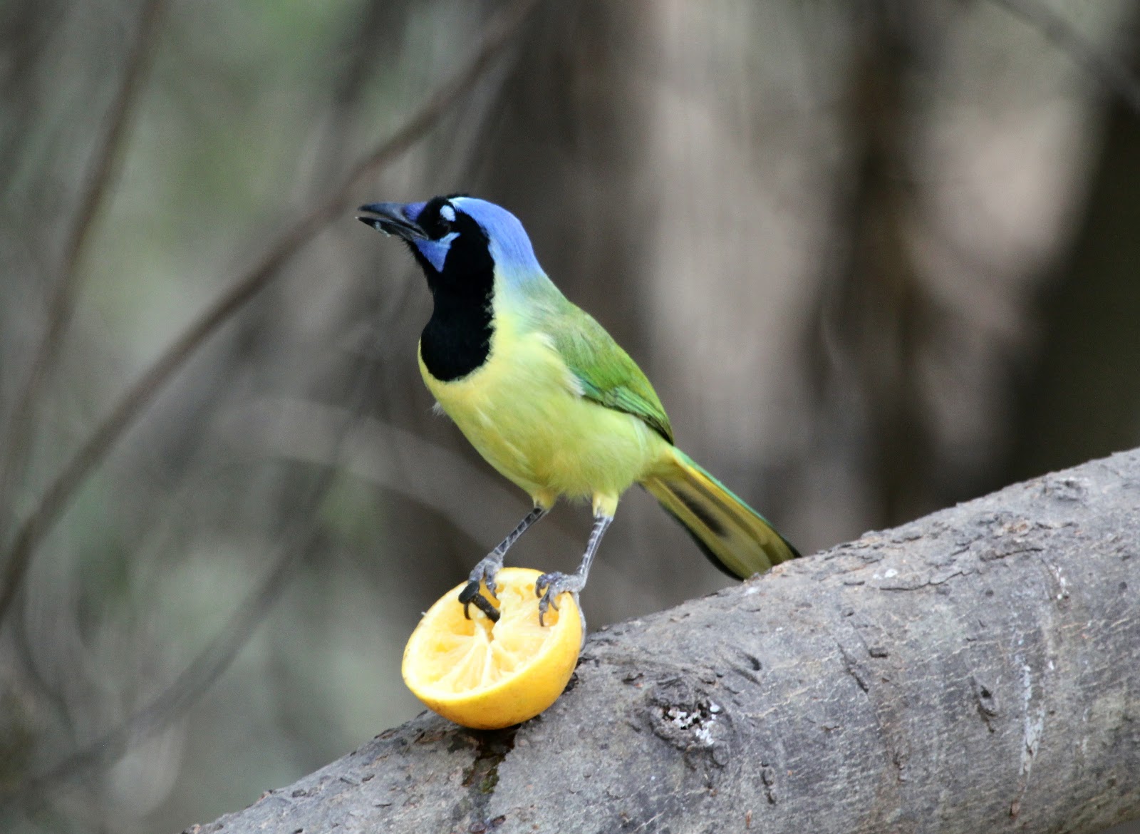 Mexican Green Jay