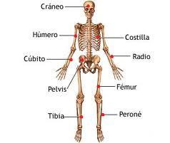 Medicina y salud ( El esqueleto ), varios temas