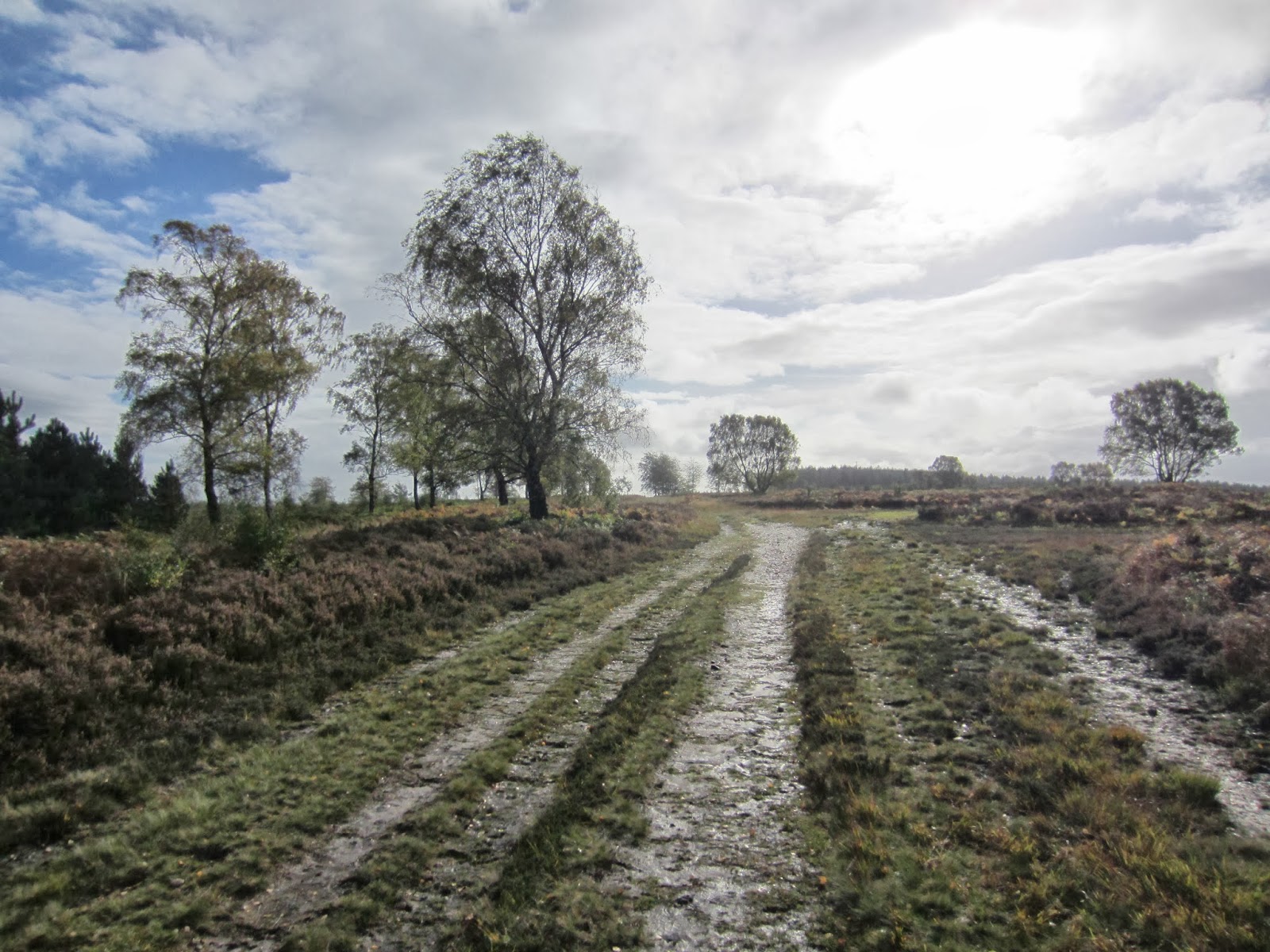 Gordon's off.. Cannock Chase