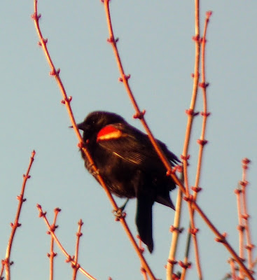 red-winged blackbird male
