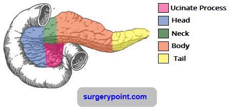 what is the purposes of a pancreas what is the purposes of a pancreas