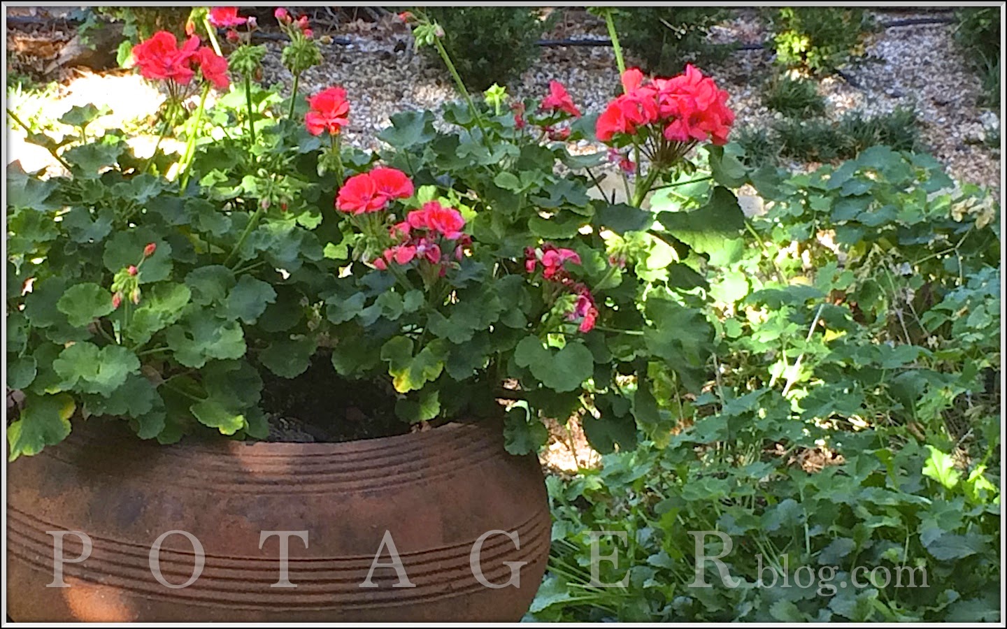P O T A G E R Salmon Geraniums and Kodak Moments