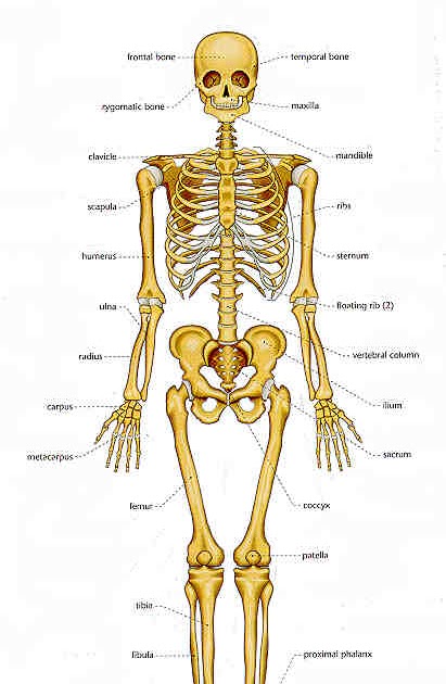 How many bones are in the human body? | Knowledge
