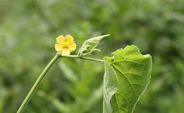 Indian Mallow Flowers