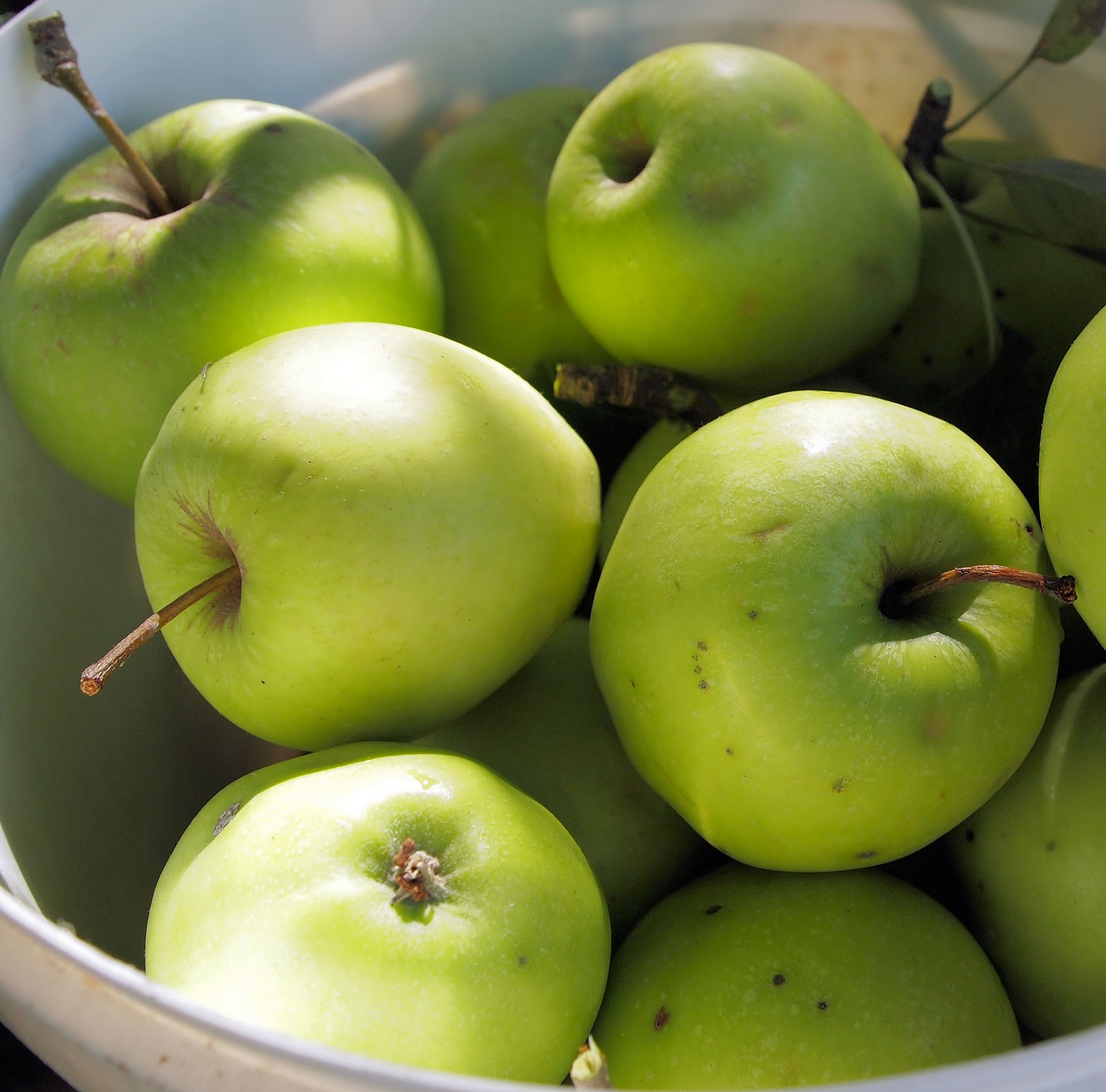 The Autumn Garden, Windfalls and Old Fashioned Scottish Apple and