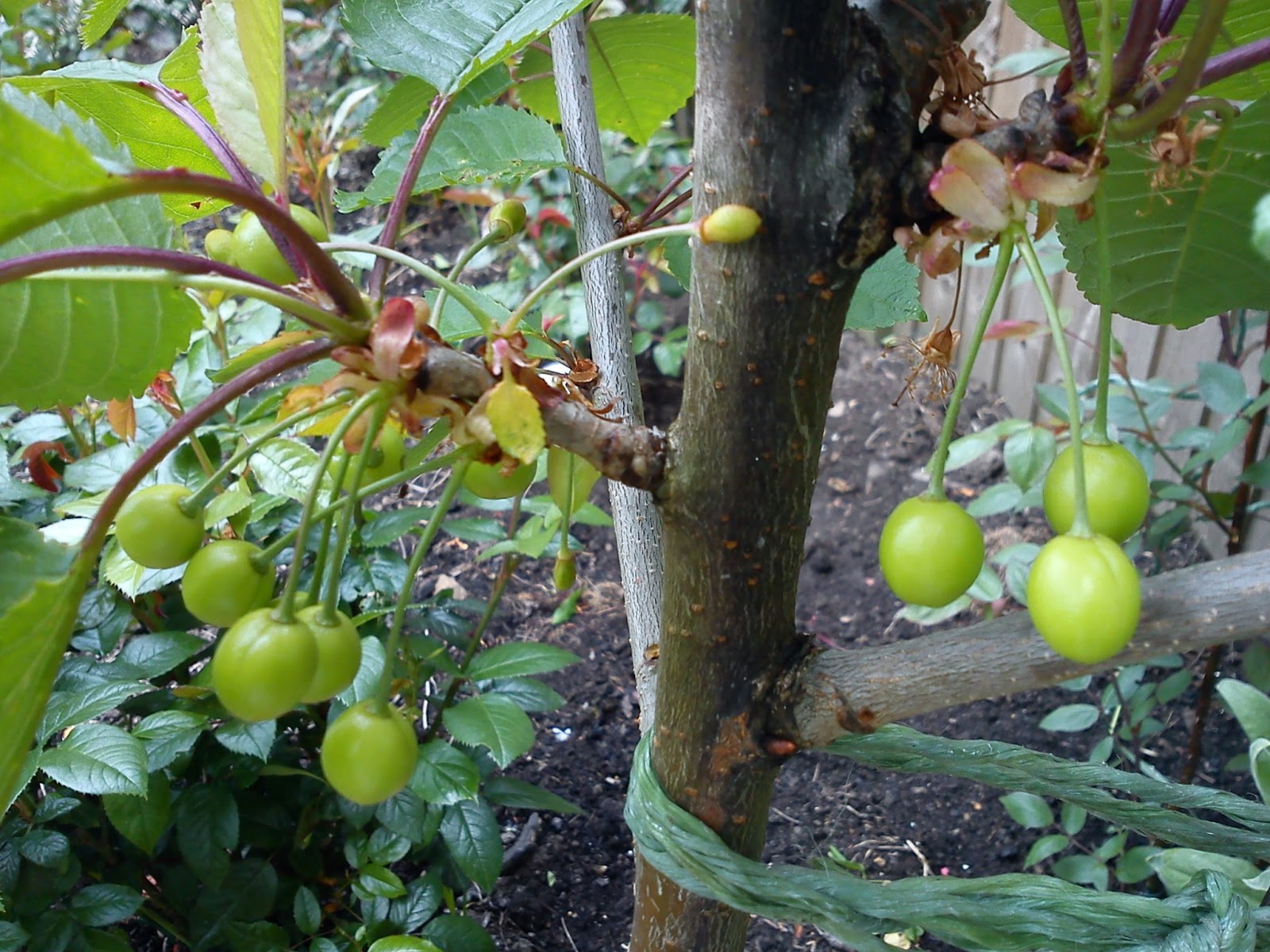 Gardener S Word How To Prune Sweet Cherry Trees Prunus Avium Stella Dwarf Gisela 5