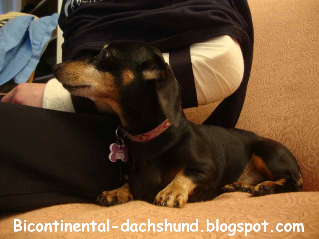 Bicontinental Dachshund Dachshund Daddy's Cast