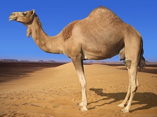 What do camels eat?