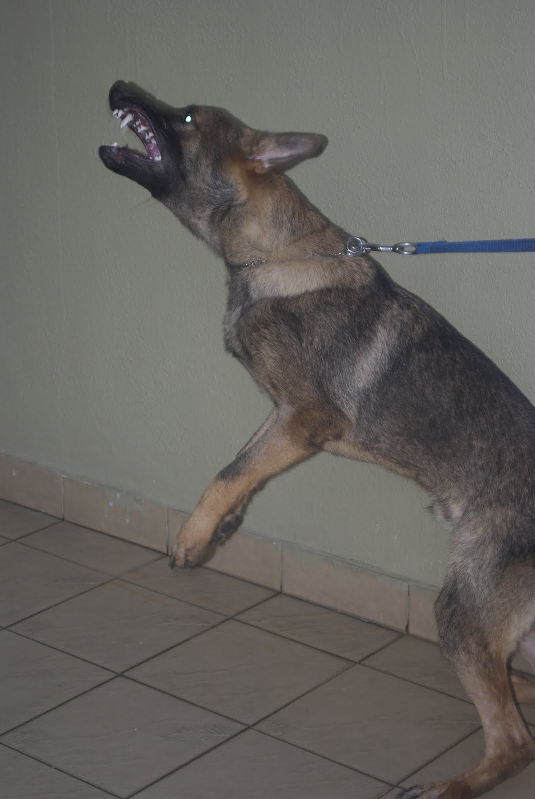 KNINE PROFESSIONAL DOG SERVICES Guard Dog Training