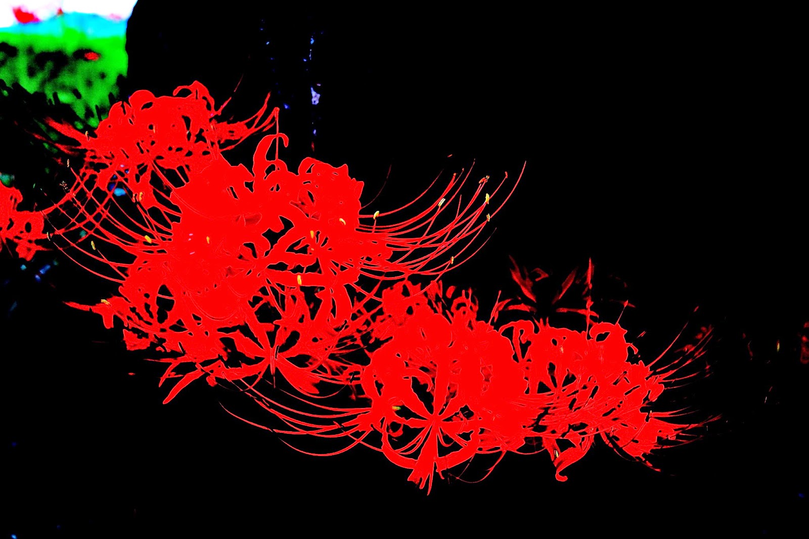 青にして夜空 彼岸花