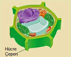 hücre duvarı