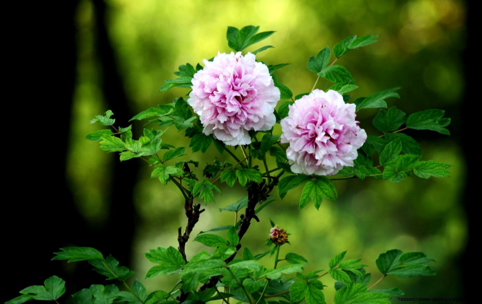 One pair of beautiful bright peony flower photography Wallpapers One pair of beautiful bright peony flower photography Wallpapers