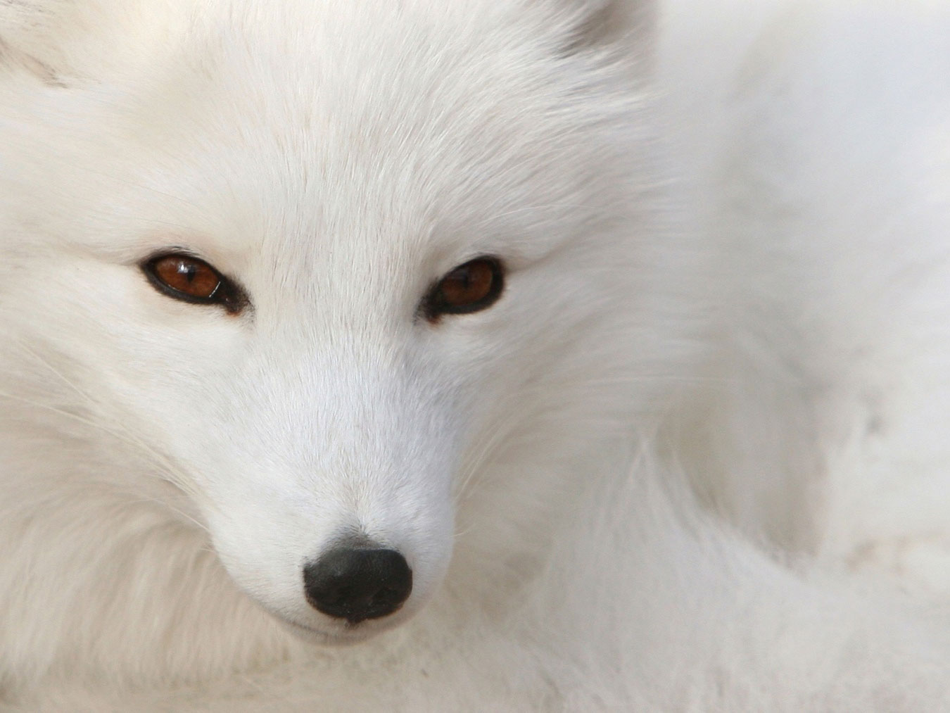 http://3.bp.blogspot.com/-707-1O534SI/TkeaTl9DU5I/AAAAAAAA1ew/RHNHCtftWoI/s1600/White_Polar_Silver_Fox.jpg