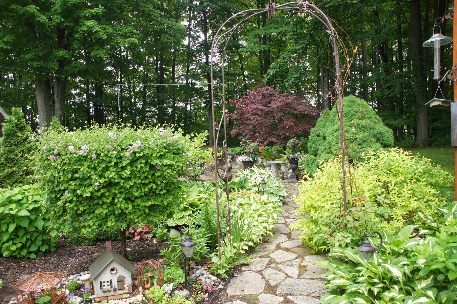 Beechwood Landscape Architecture And Construction Goldflame Spirea