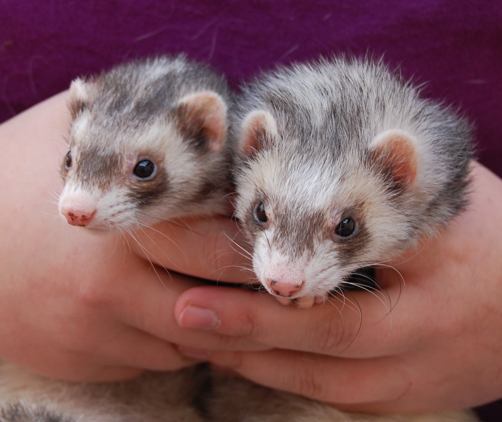 3 spunky, funloving ferrets ready for adoption.
