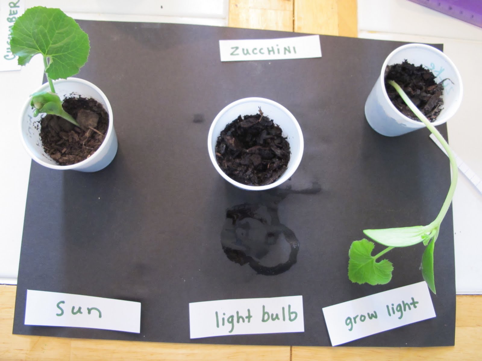 It's a Boy's Life The Science Fair