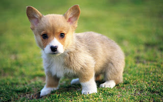 cute puppy hd wallpapers